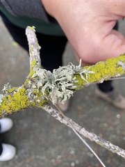 Ramalina leptocarpha