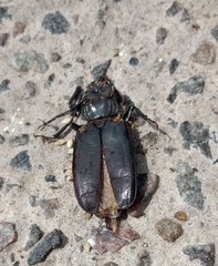 Mallodon spinibarbis