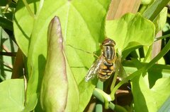 Parhelophilus
