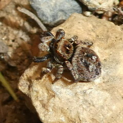 Sittisax saxicola