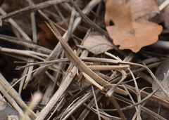 Achurum carinatum