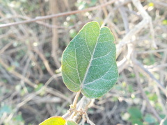 Croton fantzianus