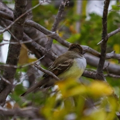 Myiarchus tyrannulus