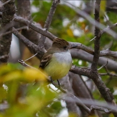 Myiarchus tyrannulus