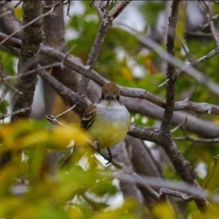 Myiarchus tyrannulus