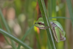 Hyla savignyi