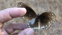 Euploea klugii