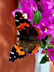 Vanessa vulcania