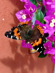Vanessa vulcania