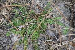Galium bermudense
