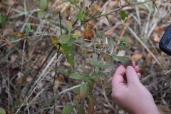 Rubus cuneifolius