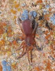 Prodidomus amaranthinus