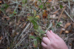 Rubus cuneifolius