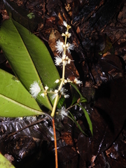 Myrcia