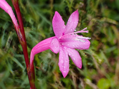 Watsonia knysnana
