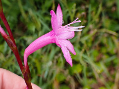 Watsonia knysnana
