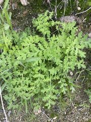 Eucrypta chrysanthemifolia