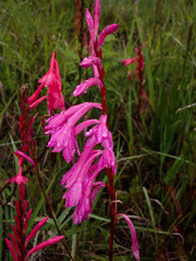 Watsonia knysnana