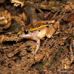 Ischnocnema henselii