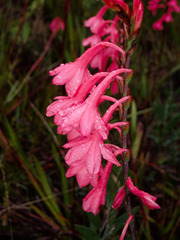 Watsonia knysnana