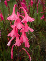 Watsonia knysnana