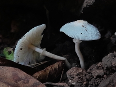 Leucocoprinus cygneus
