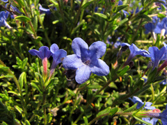 Glandora diffusa
