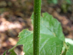Heracleum sphondylium sibiricum