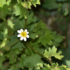 Perityle emoryi