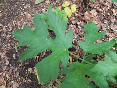 Heracleum sphondylium sibiricum