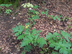 Heracleum sphondylium sibiricum