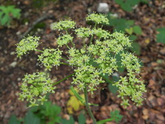 Heracleum sphondylium sibiricum