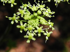 Heracleum sphondylium sibiricum