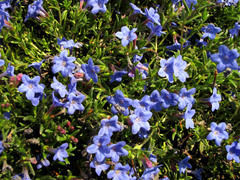 Glandora diffusa