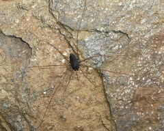 Platybunus