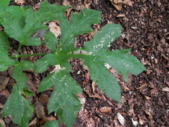 Heracleum sphondylium sibiricum