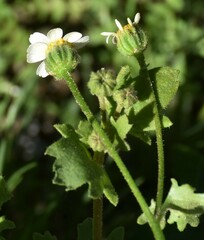 Perityle emoryi