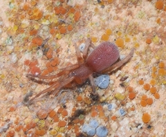 Prodidomus amaranthinus