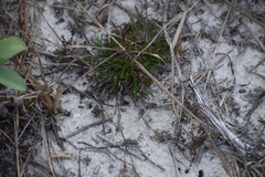 Polypremum procumbens