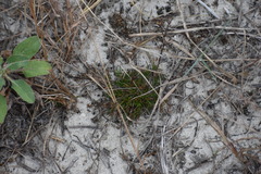 Polypremum procumbens