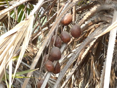 Hyphaene dichotoma