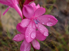 Watsonia knysnana