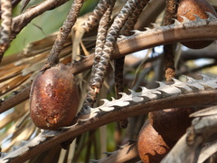 Hyphaene dichotoma