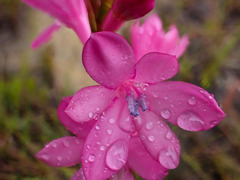 Watsonia knysnana