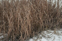 Schizachyrium littorale