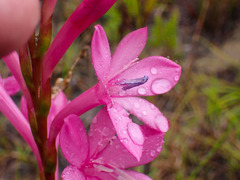 Watsonia knysnana