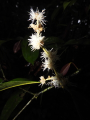 Myrcia