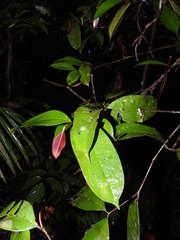 Myrcia