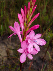 Watsonia knysnana