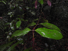 Myrcia